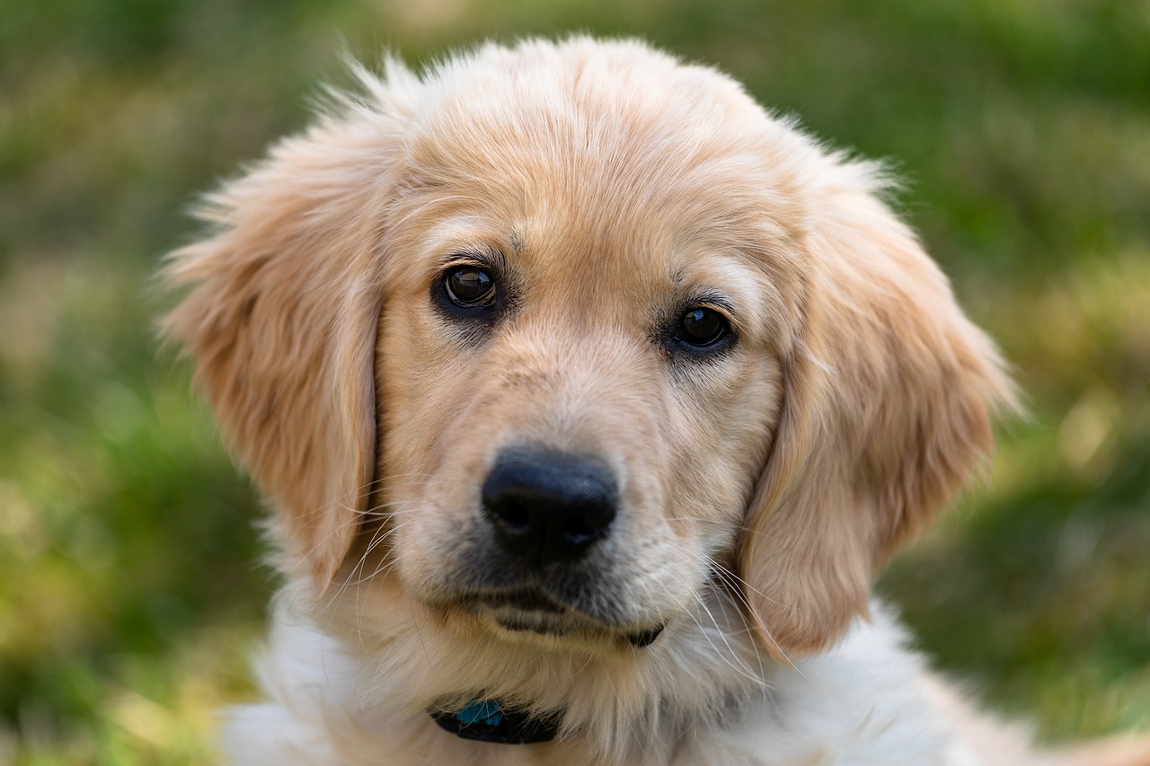 Understanding the Personality of Golden Retrievers